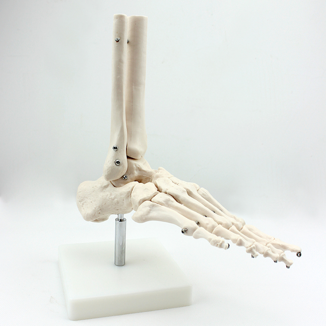 Medical Teaching Models Bone Color Human Adult Skeleton Model of Foot Bone