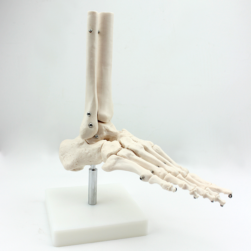 Medical Teaching Models Bone Color Human Adult Skeleton Model of Foot Bone