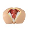 Lab Medical Teaching Models Male Perineum Model of PVC