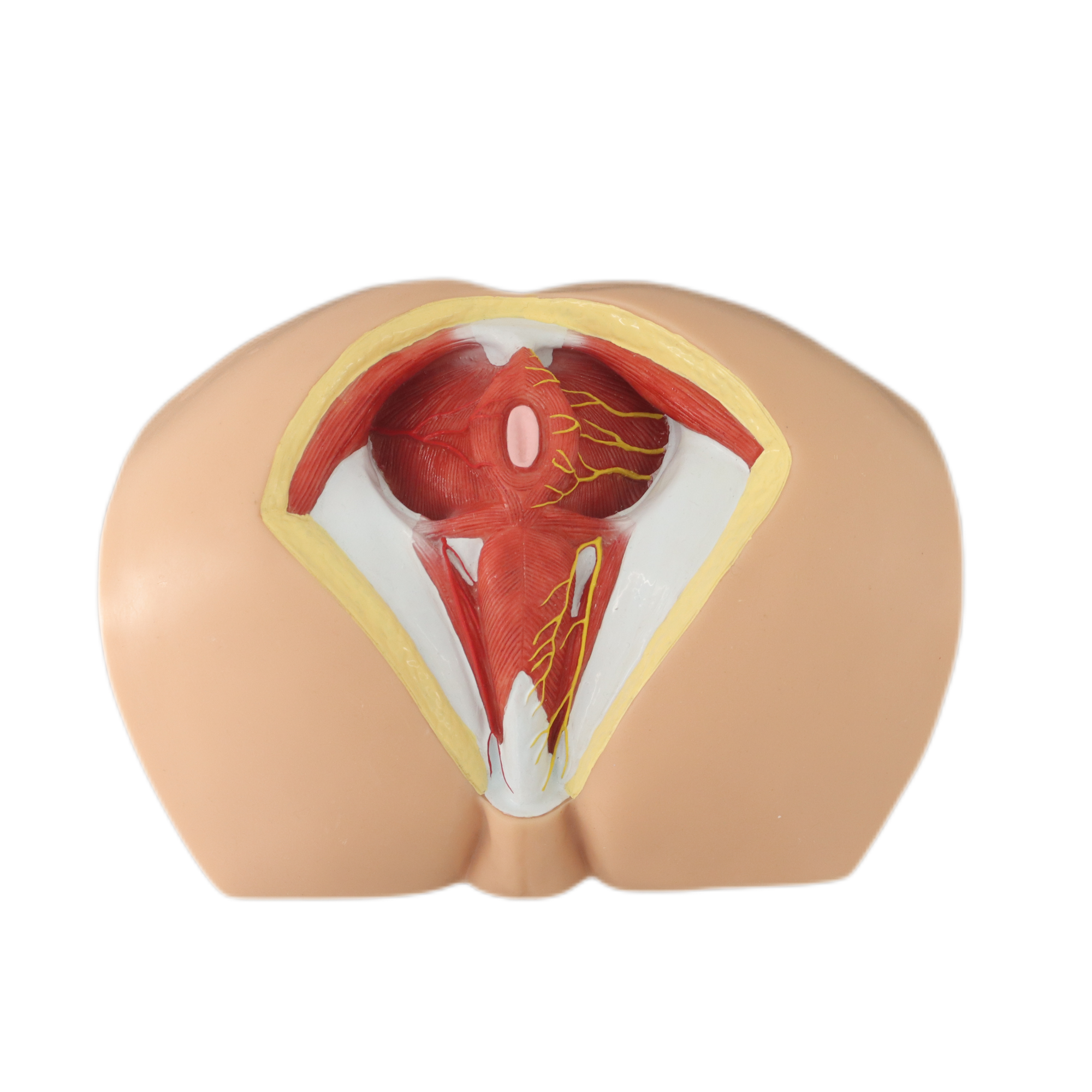 Lab Medical Teaching Models Male Perineum Model of PVC