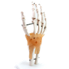 Best Selling Hand Functionality Demonstration Lab Models Life-Size Ligaments PVC Hand Joint