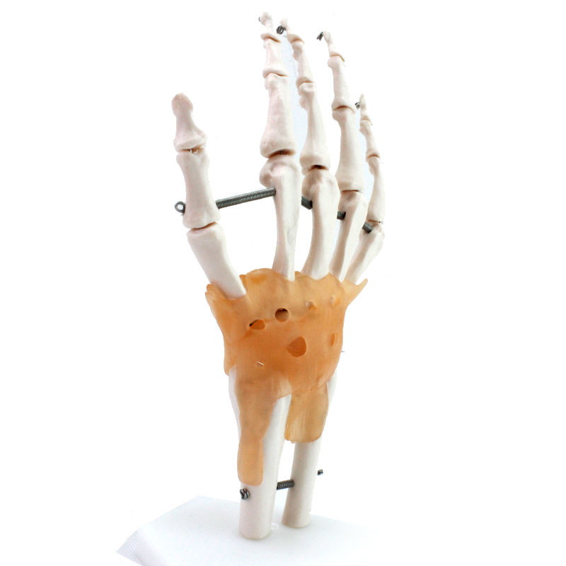 Best Selling Hand Functionality Demonstration Lab Models Life-Size Ligaments PVC Hand Joint