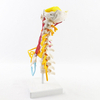 High Reproduction and Accuracy Medical Teaching Models Cervical Vertebra Model