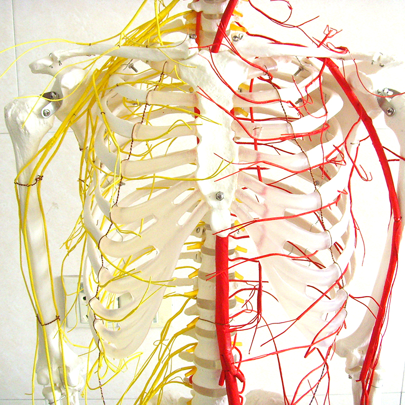 Medical Teaching Models Bone Color Human Teaching Skeleton 170cm Human Skeleton with Main Arteries and Spinal Nerves of PVC