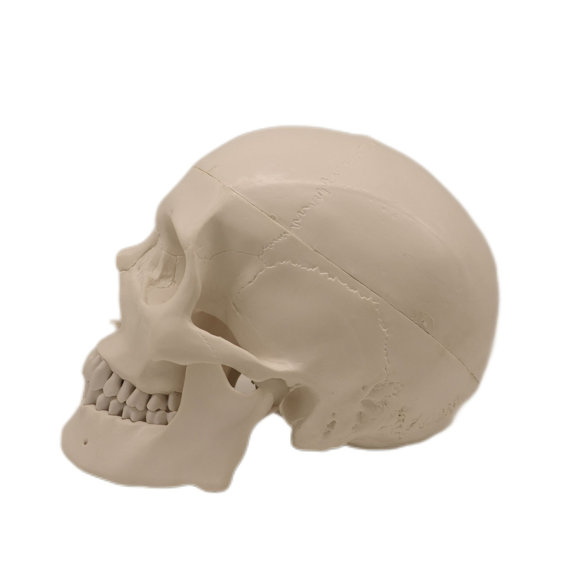 Medical Teaching Models Bone Color Human Teaching Skeleton Model of The Adult Skull with Blood Vessels and Nerves