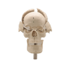 Good Selling Classic Lab Teaching Models The Separated Human Skull Model of PVC