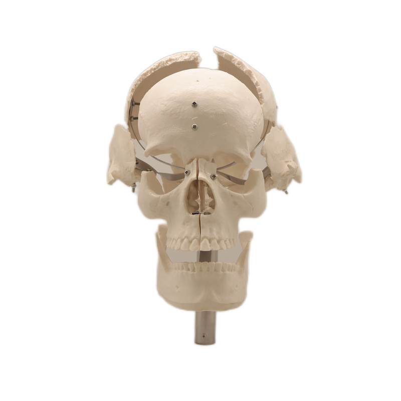 Medical Teaching Models Bone Color Human Skeleton Model The Separated Human Skull of PVC