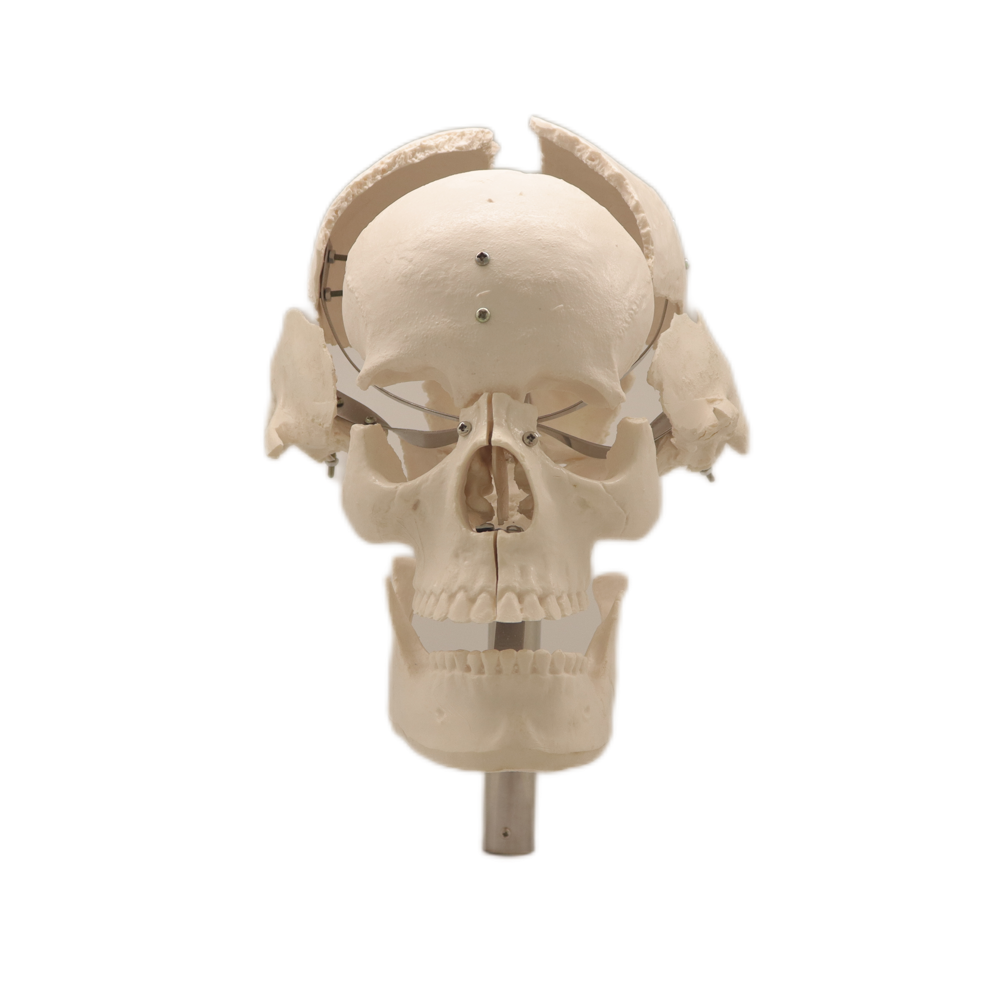 Good Selling Classic Lab Teaching Models The Separated Human Skull Model of PVC