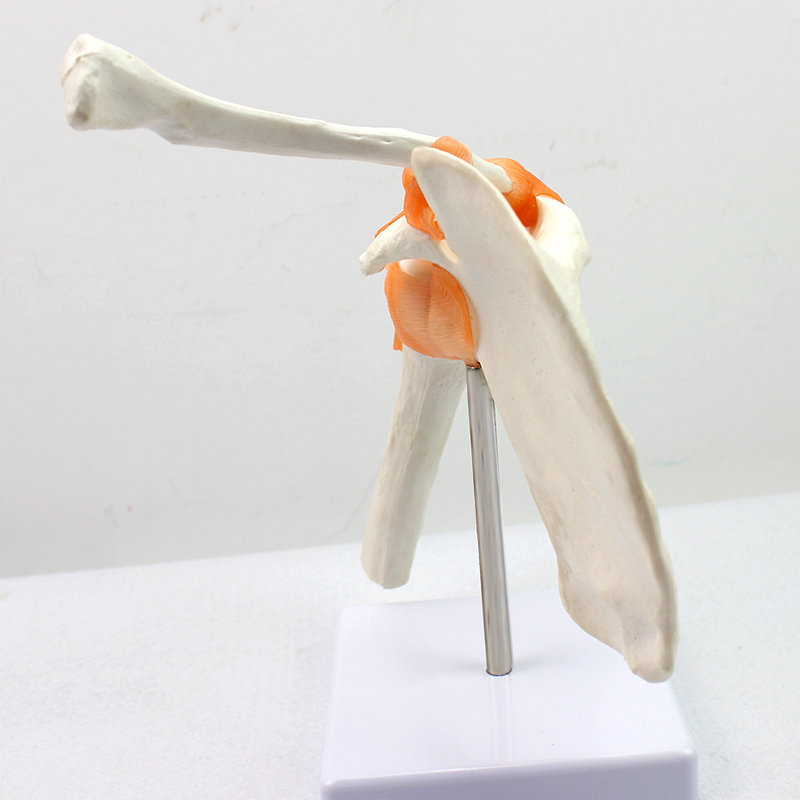 Medical Teaching Models Bone Color Human Teaching Skeleton Model of Shoulder Joint