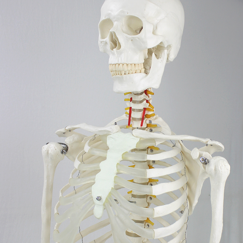 Lab Models Removed Flexible Human Long-Lasting Durability Natural Size Skeleton Model