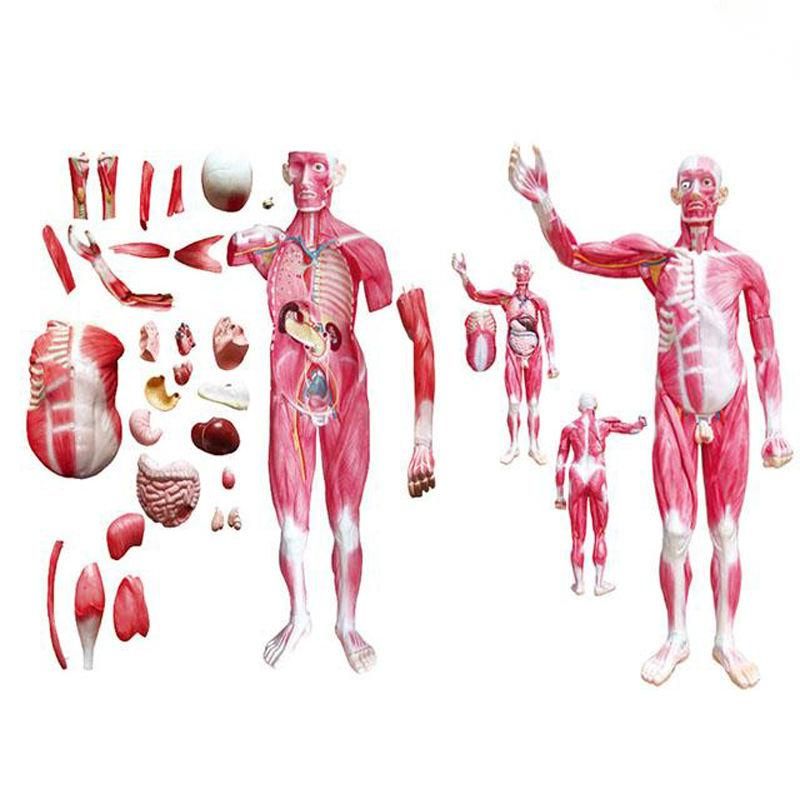 Medical Teaching Human Body Open Thoracic and Abdominal Model