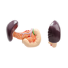 Laboratory Pancreas Duodenum and Spleen Teaching Model