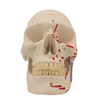 Medical Teaching Models Bone Color Human Teaching Skeleton Human Muscular Skull of PVC