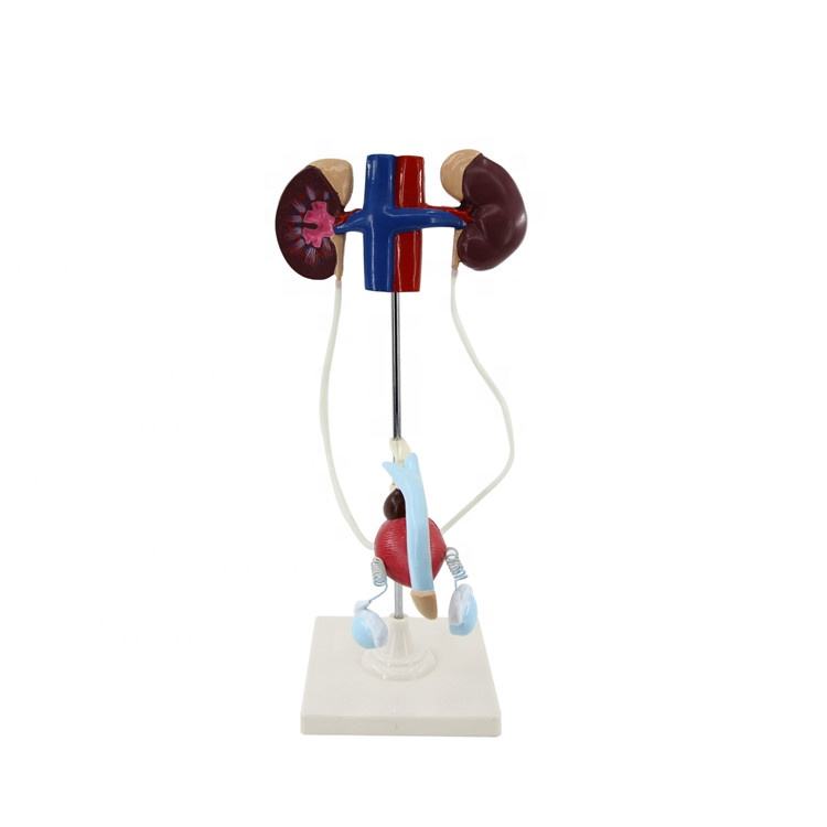 Laboratory Male Urinary System Teaching Model of PVC