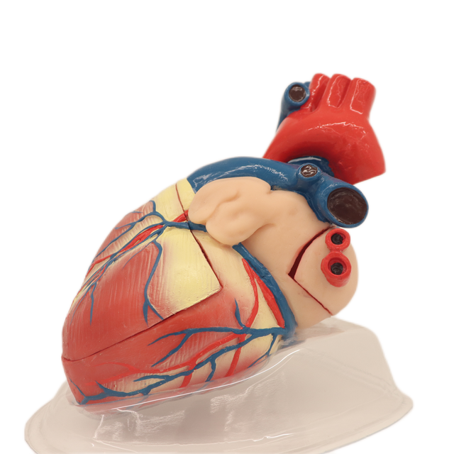 Medical Teaching Models Bone Color Human Skeleton Expansion Heart Model