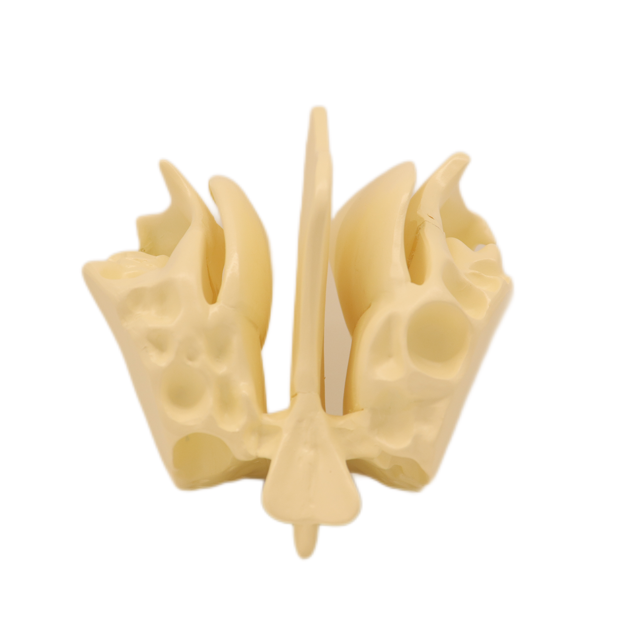 Medical Teaching Models Bone Color Human Teaching Skeleton Model of Expansion Model of Ethmoid Bone