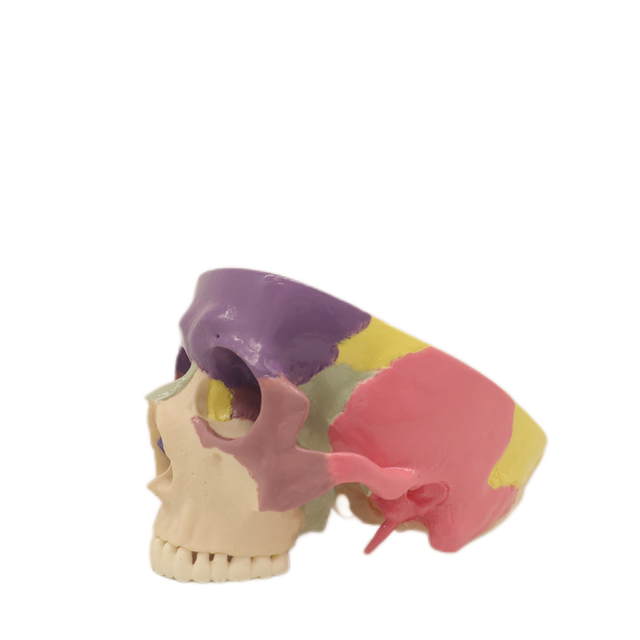 Lab Teaching Models Expansion Model of Cranial Base Skeleton Model