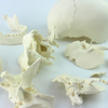 Good Price Classroom Display Demonstration Skeleton Skull Kit 22 Individual Bones Human Models with Natural Size