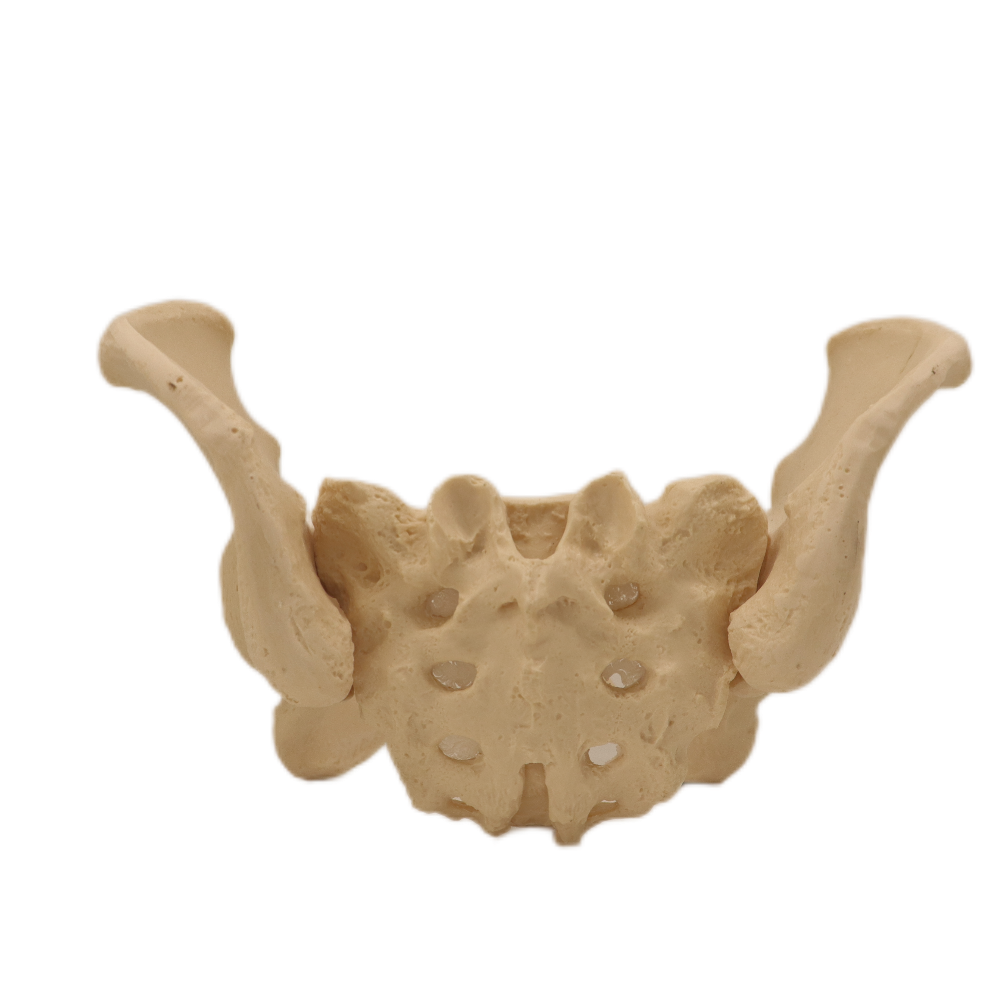 Good Quality Pelvis Lumbar Spine and Femoral Head Hip Bone Models