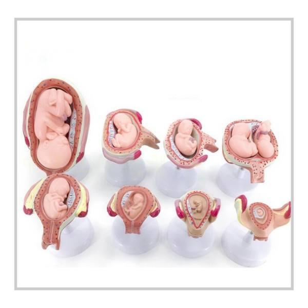 Biology Lab Displaying Teaching Tools Embryonic Development Model of PVC