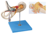 Soft Silicone Teaching Display Enlarged Labyrinth Internal Era Dissection Expansion Model