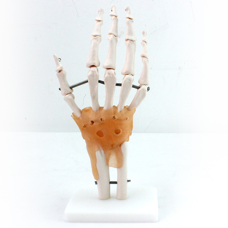 Best Selling Hand Functionality Demonstration Lab Models Life-Size Ligaments PVC Hand Joint