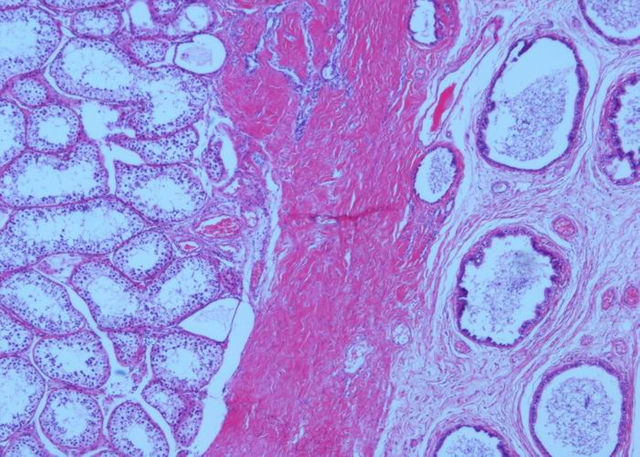 White Fibrocartilage Mammal Histology Parasite Microscope Slides Lab Microscope Glass Slides Medical Slides