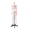 Medical Teaching Models Bone Color Human Teaching Skeleton 170cm Human Muscular Skeleton of PVC