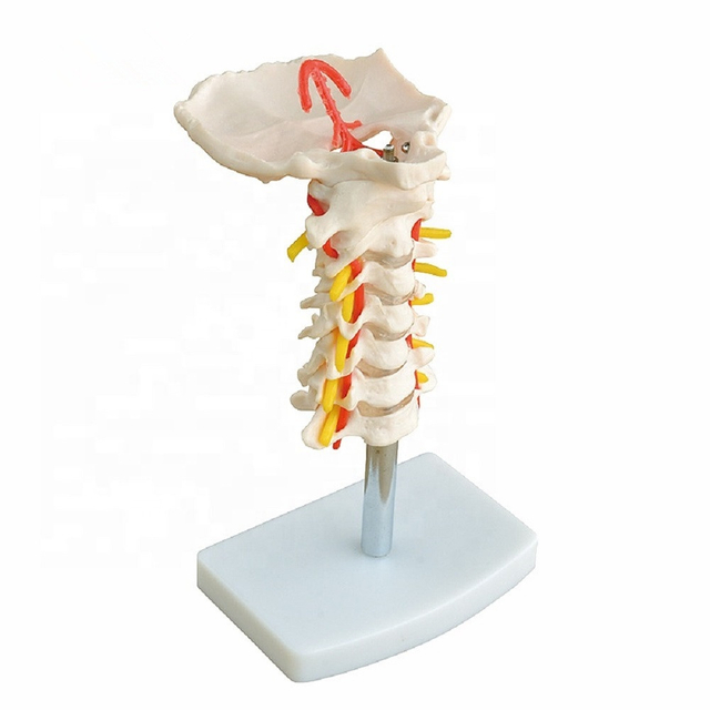 Clear Bone Medical Teaching Models 40cm Vertebra Column Model