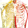 Medical Teaching Models Bone Color Human Teaching Skeleton 170cm Human Skeleton with Main Arteries and Spinal Nerves of PVC