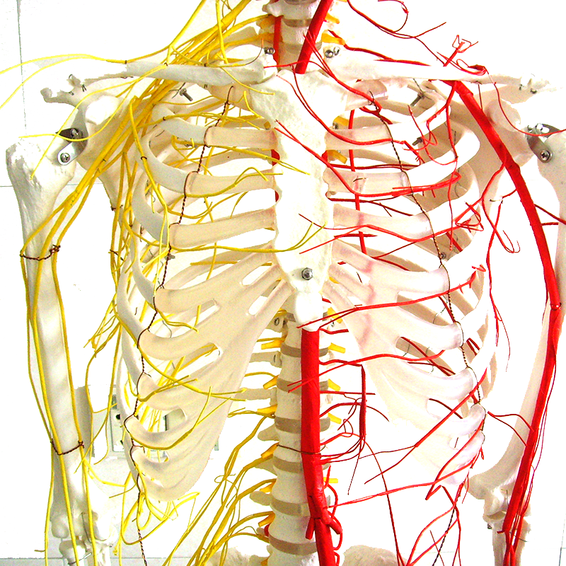 Medical Teaching Models Bone Color Human Teaching Skeleton 170cm Human Skeleton with Main Arteries and Spinal Nerves of PVC