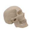 Medical Teaching Models Bone Color Human Teaching Skeleton Model of The Adult Skull with Blood Vessels and Nerves