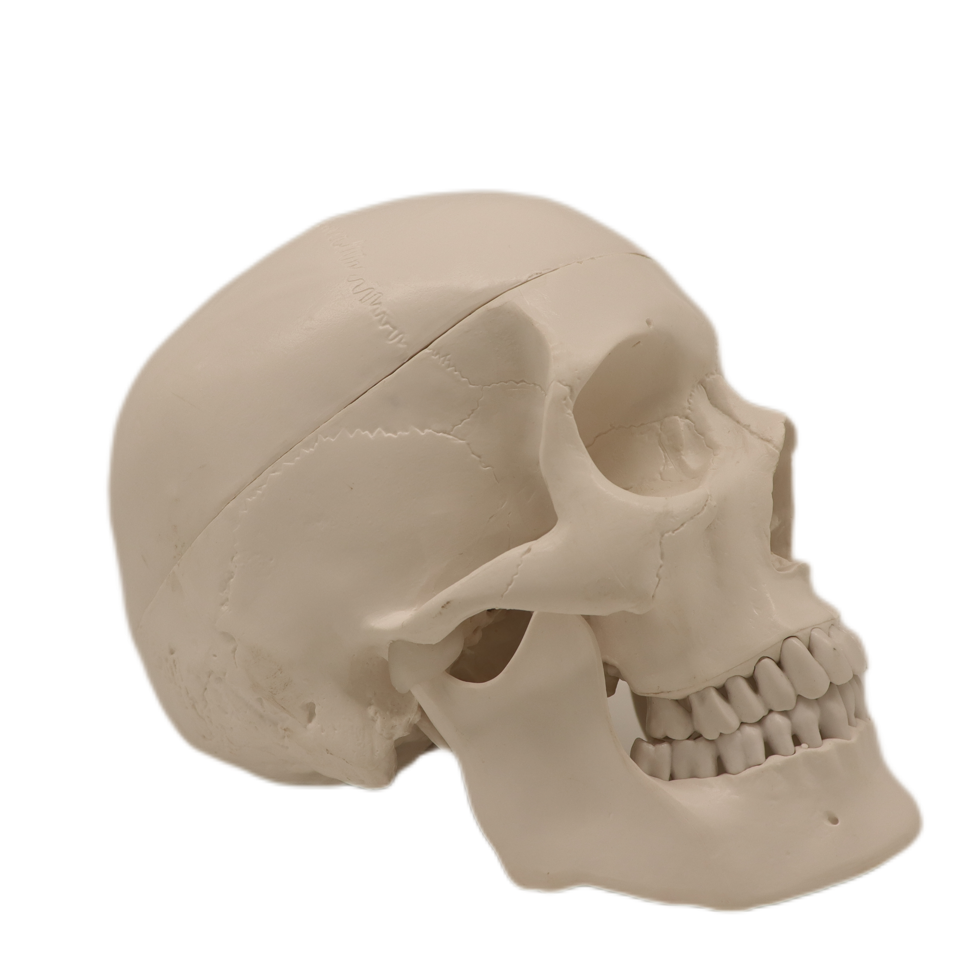 Medical Teaching Models Bone Color Human Teaching Skeleton Model of The Adult Skull with Blood Vessels and Nerves