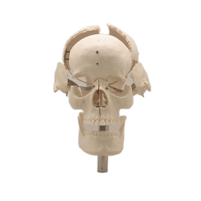 Medical Teaching Models Bone Color Human Skeleton Model The Separated Human Skull of PVC