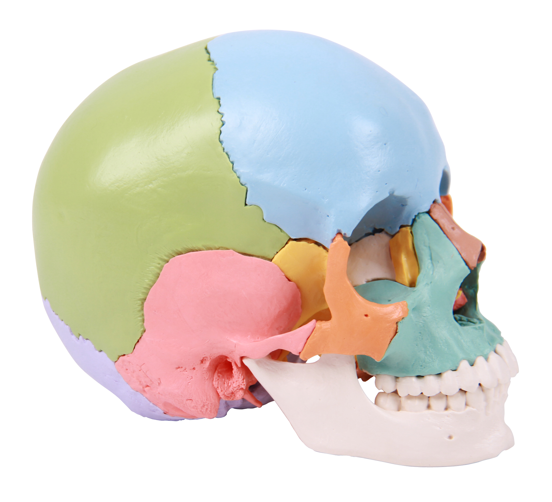 Experimental Demonstration Model Colored Version Human Beauchene Skull 22 Individual Bones Natural Size Teaching Skeleton of PVC