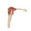 Medical Teaching Models Bone Color Human Teaching Skeleton Model of Shoulder Joint