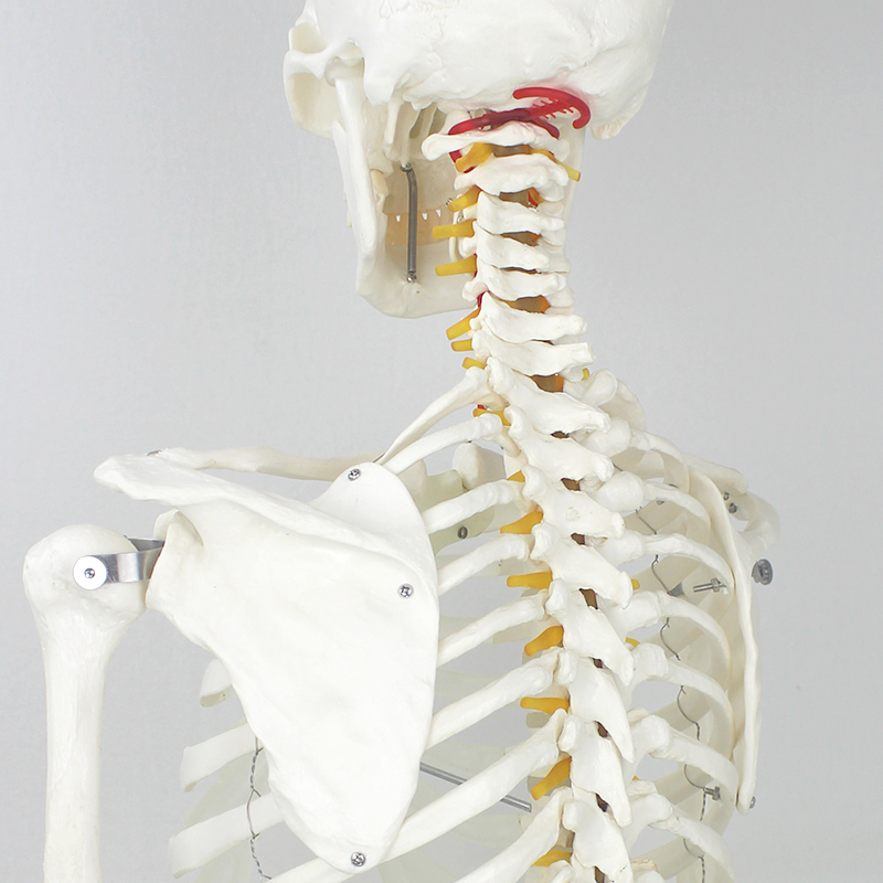 Medical Teaching Models Human Adult Skeleton 170cm Human Skeleton of PVC