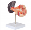 Laboratory Pancreas Duodenum and Spleen Teaching Model