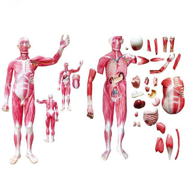 Muscles Whole Human Body 25 Parts Model with Main Vessels and Nerves