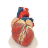 Medical Teaching Models Bone Color Human Skeleton Expansion Heart Model