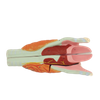 High Reproduction and Accuracy Medical Teaching Models Bone Color Human Teaching Skeleton Model of Larynx Model