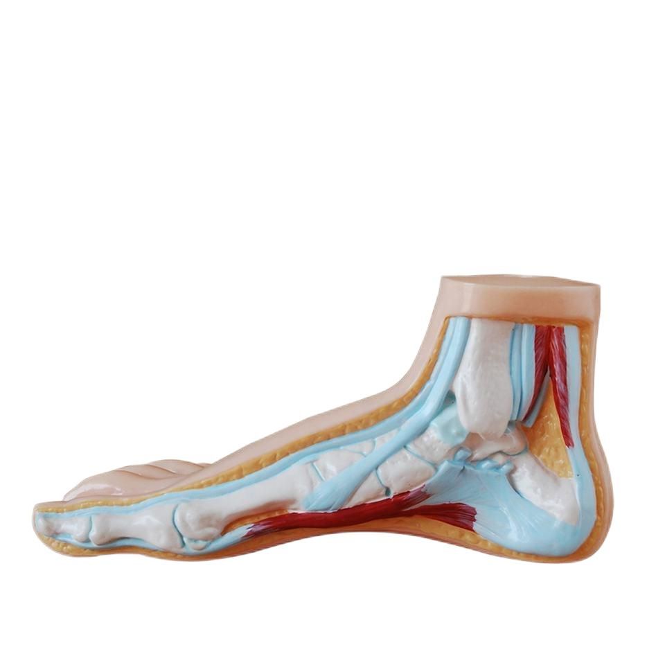 Teaching Showcase Normal Flat Arched Foot Teaching Model with Tarsalis 3 Parts