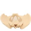 Good Quality Pelvis Lumbar Spine and Femoral Head Hip Bone Models