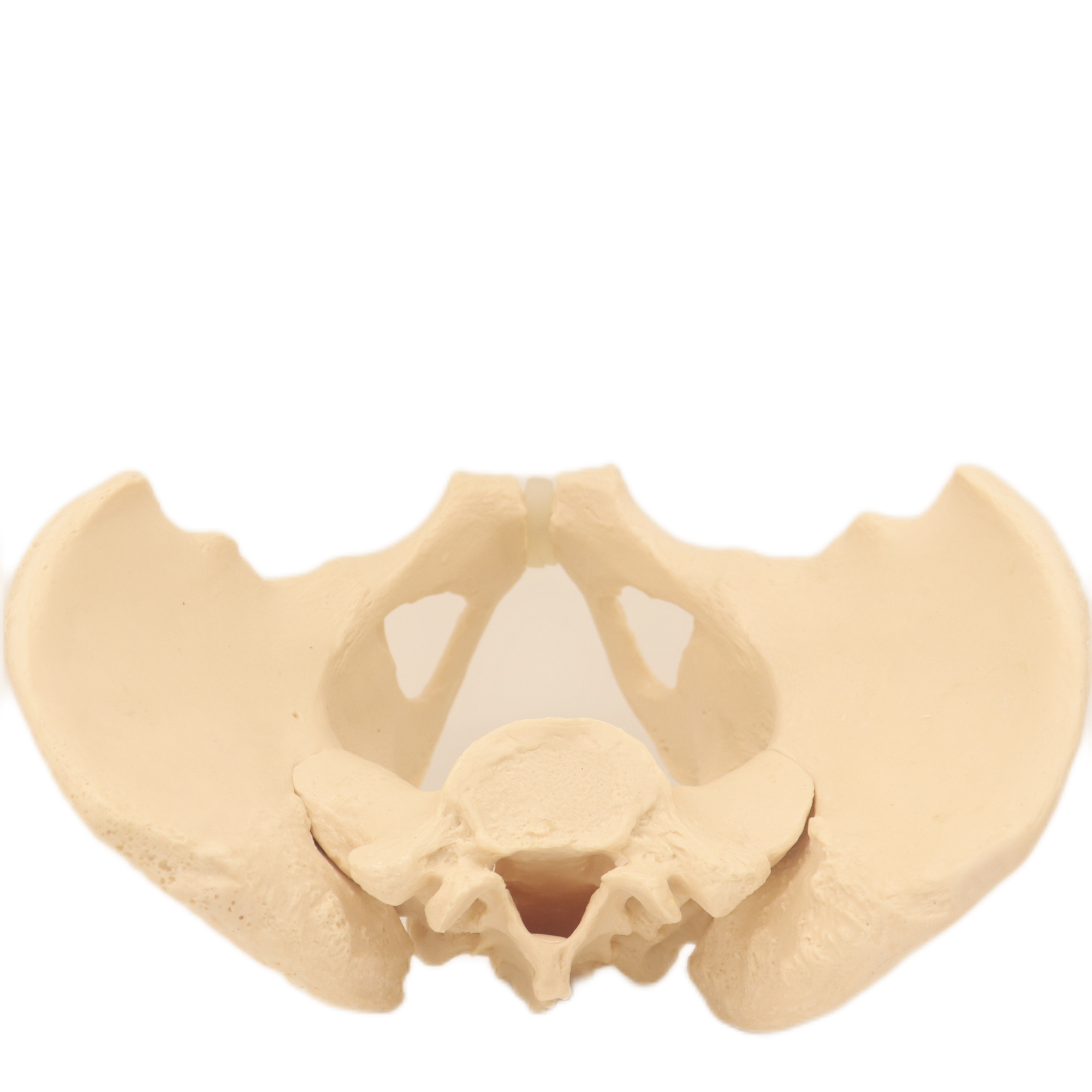 Good Quality Pelvis Lumbar Spine and Femoral Head Hip Bone Models