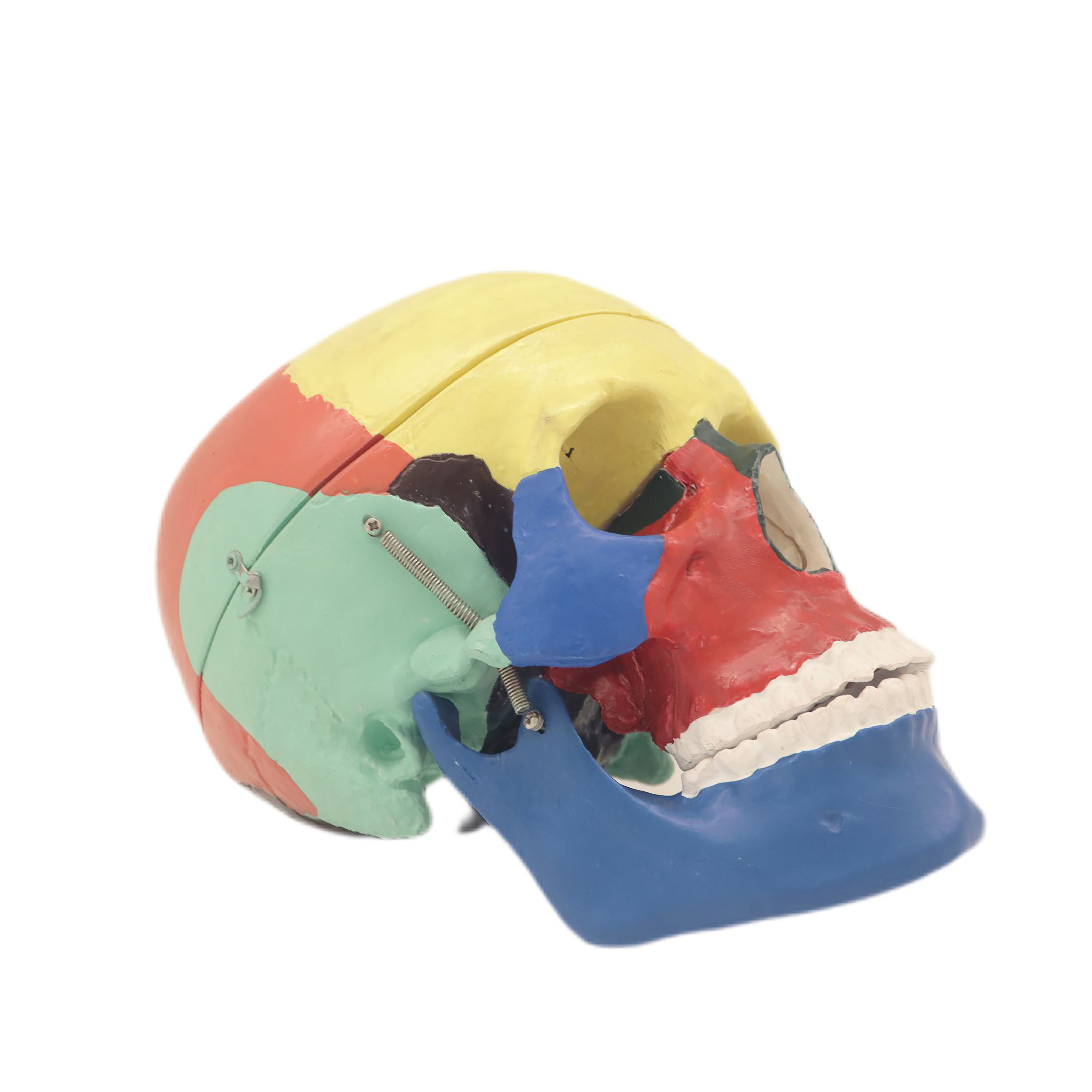 Medical Teaching Models Bone Color Human Teaching Skeleton Skull Chromatographic Separation Model (3 Parts) of PVC