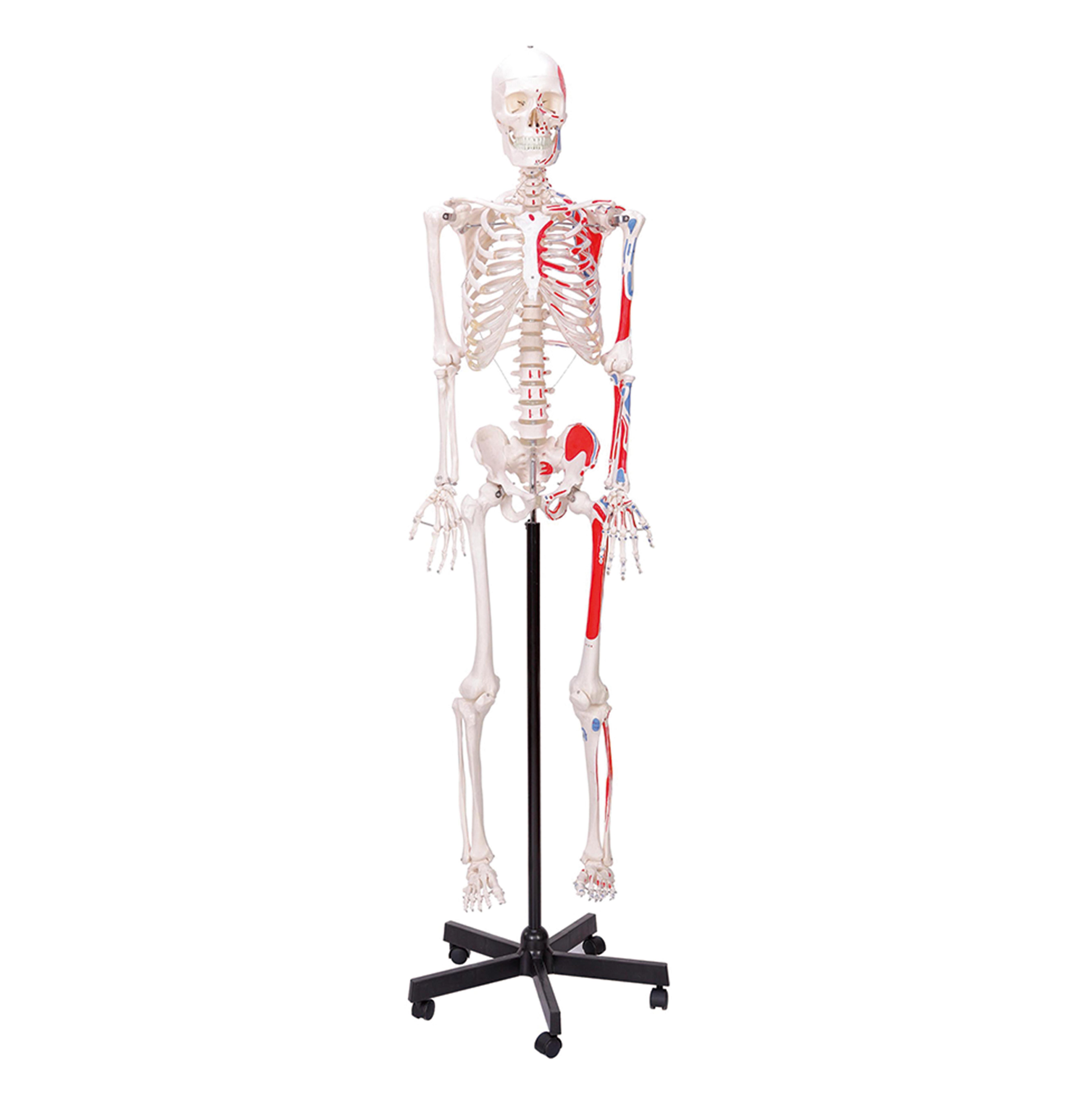 Medical Teaching Models Bone Color Human Teaching Skeleton 170cm Human Muscular Skeleton of PVC