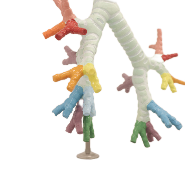 Medical Teaching Models Bone Color Human Teaching Skeleton Model of Model of The Trachea and The Bronchus Bronchipulmonary Segment