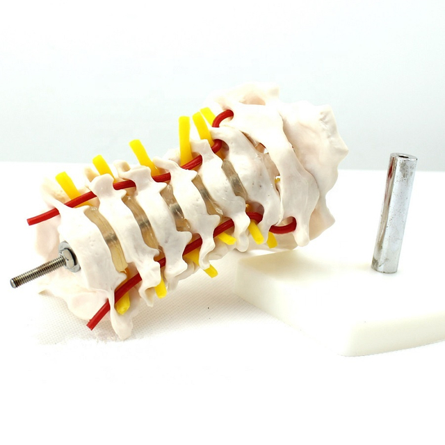 High Reproduction and Accuracy Medical Teaching Models Cervical Vertebra Model