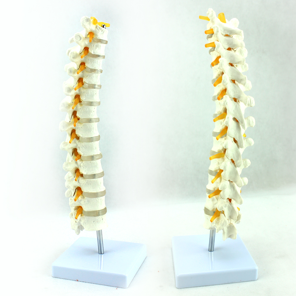 Clear Bone Medical Teaching Models 40cm Vertebra Column Model