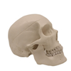 Medical Teaching Models Bone Color Human Teaching Skeleton Model of The Adult Skull with Blood Vessels and Nerves